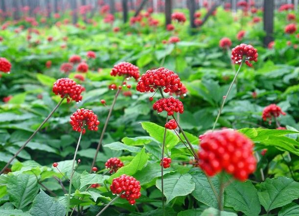 ginseng
